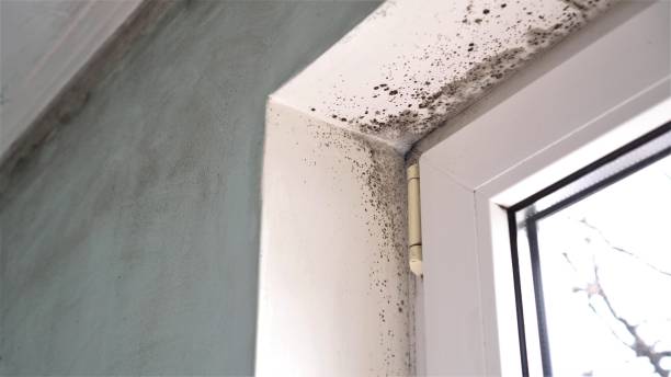 Best Industrial Mold Remediation in Bell Nyon, CA