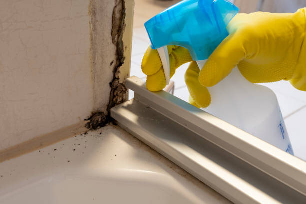 Best Post-Flood Mold Remediation in Bell Nyon, CA