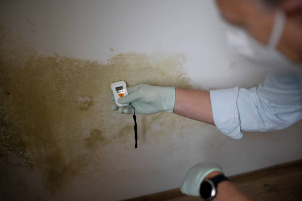 Best Mold Testing and Inspection Services in Bell Nyon, CA