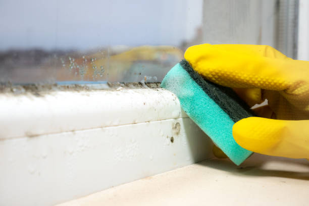 Bell Canyon, CA Mold Remediation Company
