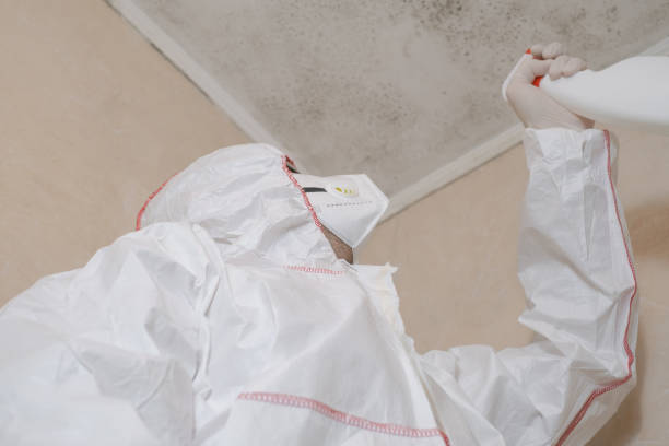 Best Insurance-Related Mold Remediation in Bell Nyon, CA
