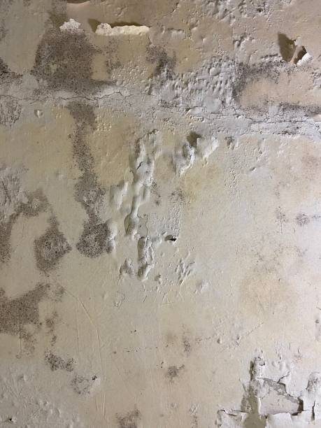 Best Residential Mold Remediation in Bell Nyon, CA