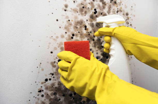 Best Preventive Mold Services in Bell Nyon, CA