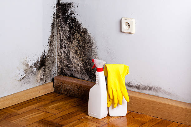 Best Localized Mold Remediation (e.g., coastal areas, humid climates) in Bell Nyon, CA