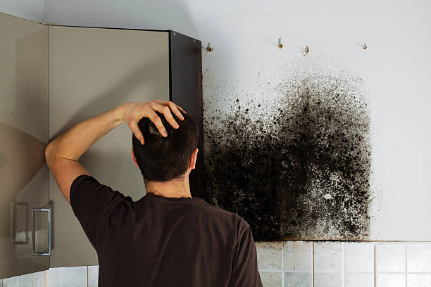 Best Crawl Space Mold Remediation in Bell Nyon, CA
