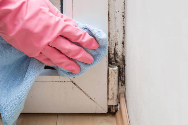 Best Commercial Mold Remediation in Bell Nyon, CA