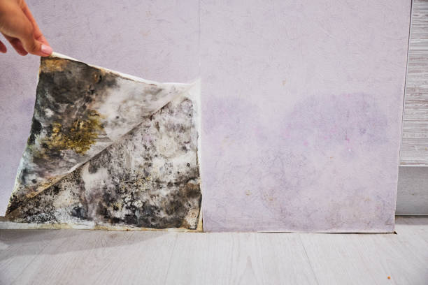 Best Insurance-Related Mold Remediation in Bell Nyon, CA